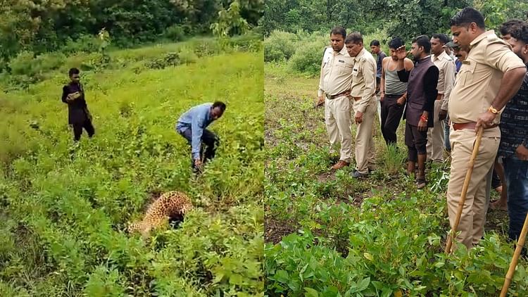 mp-news:-खंडवा-और-खरगोन-में-तेंदुए-की-गतिविधियों-से-हिला-इलाका,-रेस्क्यू-ऑपरेशन-कर-ओंकारेश्वर-जंगल-में-छोड़ा