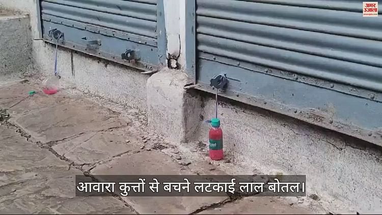 sagar-news:-आवारा-कुत्तों-से-बचने-का-अजब-गजब-तरीका,-लोग-घर-के-सामने-टांग-रहे-लाल-बोतल,-जानें-मामला