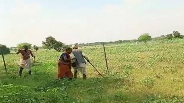 panna-news:-बेटे-ने-बुजुर्ग-माता-पिता-को-खेत-में-दौड़ा-दौड़ा-कर-पीटा,-जमीन-विवाद-का-है-मामला