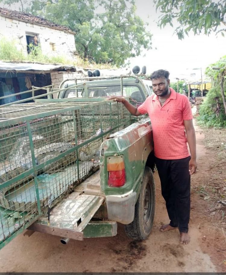 damoh-news:-कालापानी-तालाब-में-घूम-रहा-था-मगरमच्छ,-वन-विभाग-ने-पिंजरा-लगाकर-पकड़ा