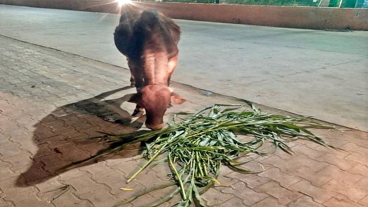 satna-news:-लेदरा-गांव-में-16-गायों-की-संदिग्ध-मौत,-जहरीला-चारा-खाने-का-शक,-अधिकारियों-ने-दफनाए-मृत-पशु