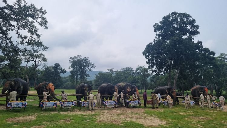 umaria-news:-आराम-फरमा-रहे-बांधवगढ़-के-हाथी,-की-जा-रही-विशेष-सेवा,-जानिए-क्या-है-वजह